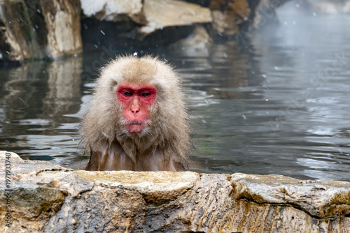 Japanese Snow Monkey in the Hot Springs