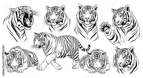 Tiger Illustrations: Roaring, Walking, Posing - Set of Majestic Big Cats
