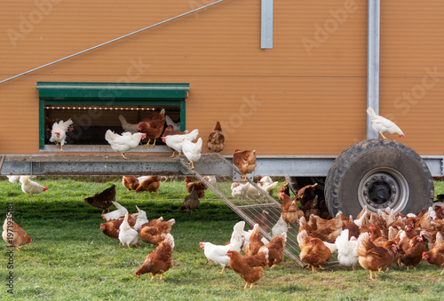 Free Range Chickens walking around mobile chicken coop on pasture, sustainable egg farming.