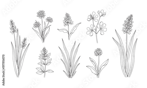 Hand drawn botanical of various flowering plants and grasses outline