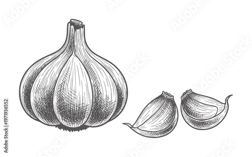 Hand drawn of a whole garlic bulb and two cloves white food ingredient