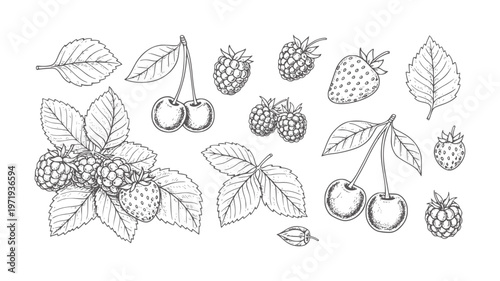 Hand drawn of assorted berries and cherries with leaves berry raspberry strawberry