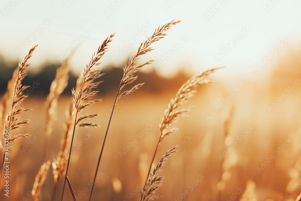 Obraz premium Closeup of dry grass ears glowing in the golden hour light, symbolizing nature, harvest, and peaceful rural life