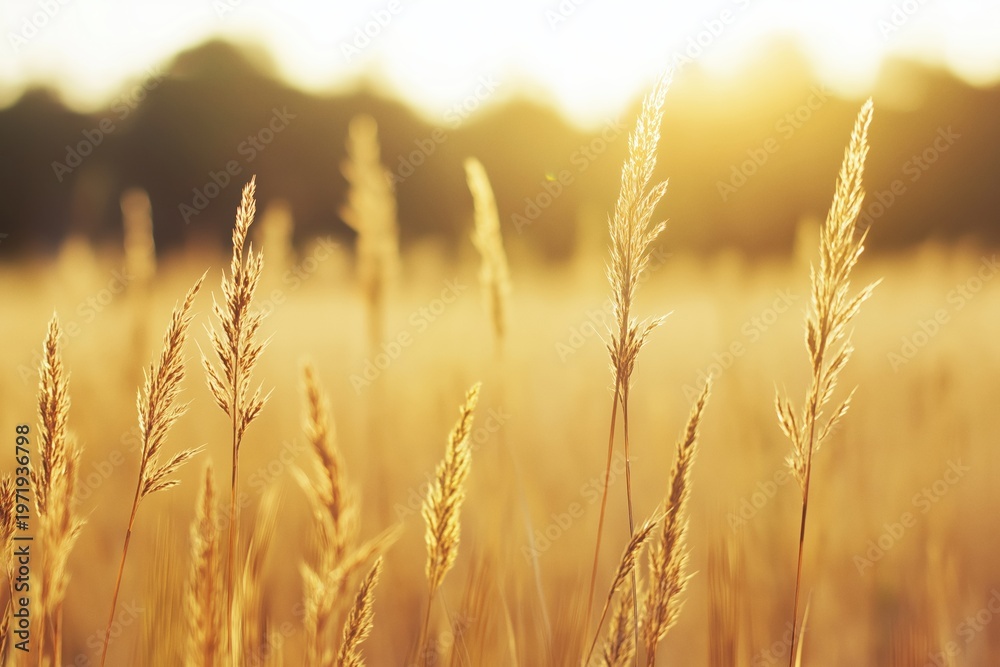 Obraz premium Golden sunlight warming a peaceful field of dry grass, creating a warm, tranquil, and natural background during sunset