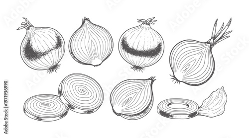 Hand drawn of whole and sliced onions in black and white food vegetable ingredient