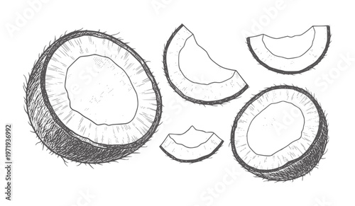 Hand drawn of whole and sliced coconuts white halves