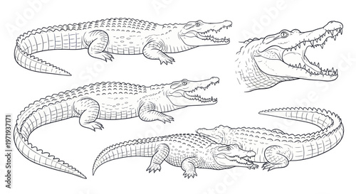 Hand-drawn illustration of alligators and crocodiles in various poses, sketch style