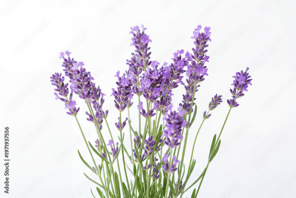 Obraz premium lavender flowers isolated on white
