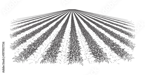 Rows of leafy green plants in a cultivated agricultural field agriculture