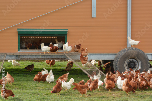Organic Egg Farm with Mobile Chicken Coop and Free Range Chickens.