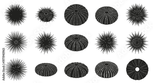 Collection of Black Sea Urchins Silhouettes on White Background