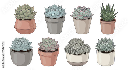 Assorted Succulent Plants in Decorative Pots - Isolated on White Background