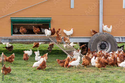 Happy healthy white, brown chickens pecking grass on pasture near mobile chicken coop on wheels, free range poultry farming and sustainable agriculture concept. Organic Egg Farm, mobile Chicken Coop.