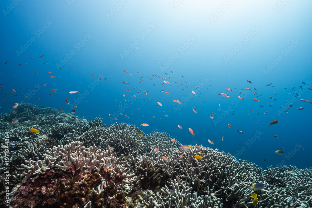 Obraz premium Ocean Wildlife in Crystal Clear Water