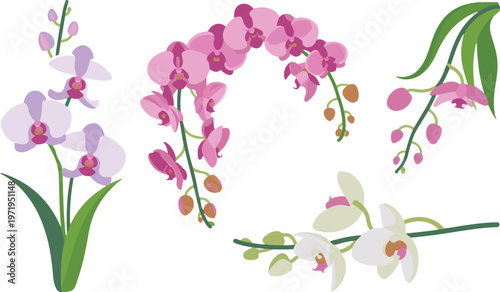 Orchid flowers in pink purple and white with green leaves.