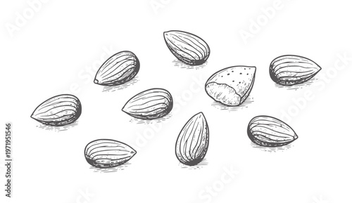 Hand drawn almonds scattered white nuts food healthy vintage
