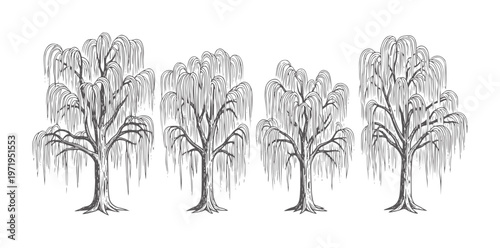 Four line weeping willow trees in gray white nature plant