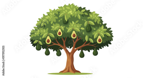 Healthy Avocado Tree Bearing Ripe Green Fruits and Sliced Halves