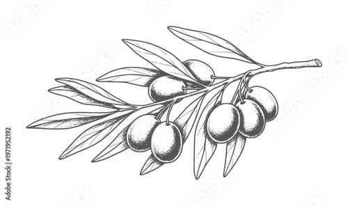 Hand drawn of an olive branch with ripe olives and leaves fruit vintage