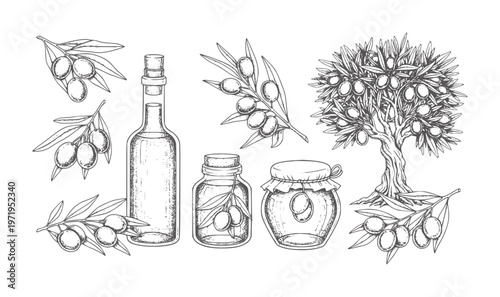Hand drawn olive tree branches bottle and jars with olives leaves