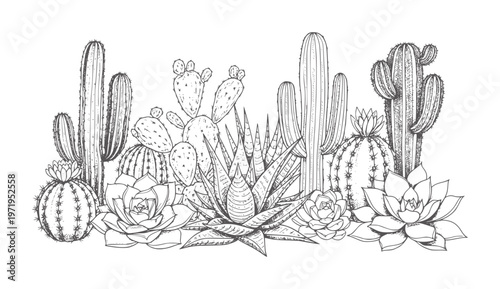 Of various desert succulents and cacti plants flora