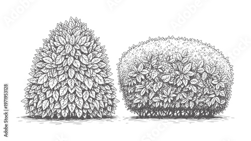 Two hand drawn bushes one conical and one rounded plant nature foliage leaves