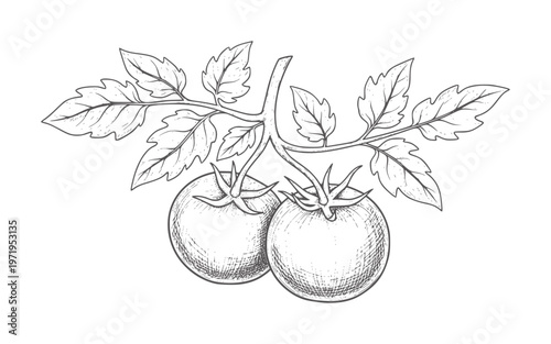 Two ripe tomatoes a vine with leaves food fruit