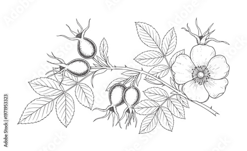 Vintage black and white of wild rose branch with flower and hips