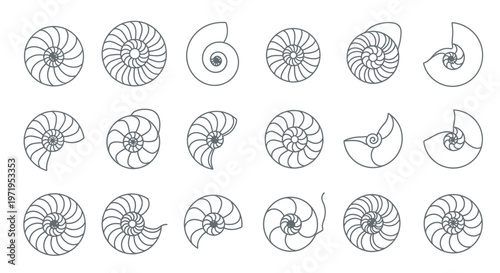 Nautilus Shell Cross Section Spiral Patterns Vector Set
