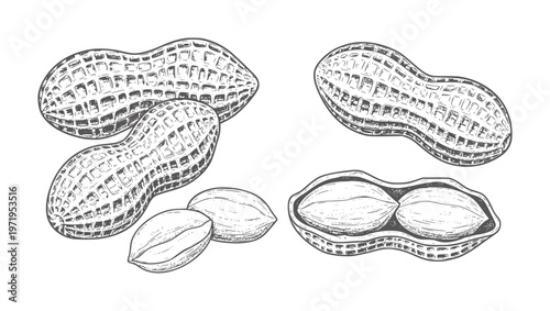 Vintage of peanuts in shells and shelled nuts