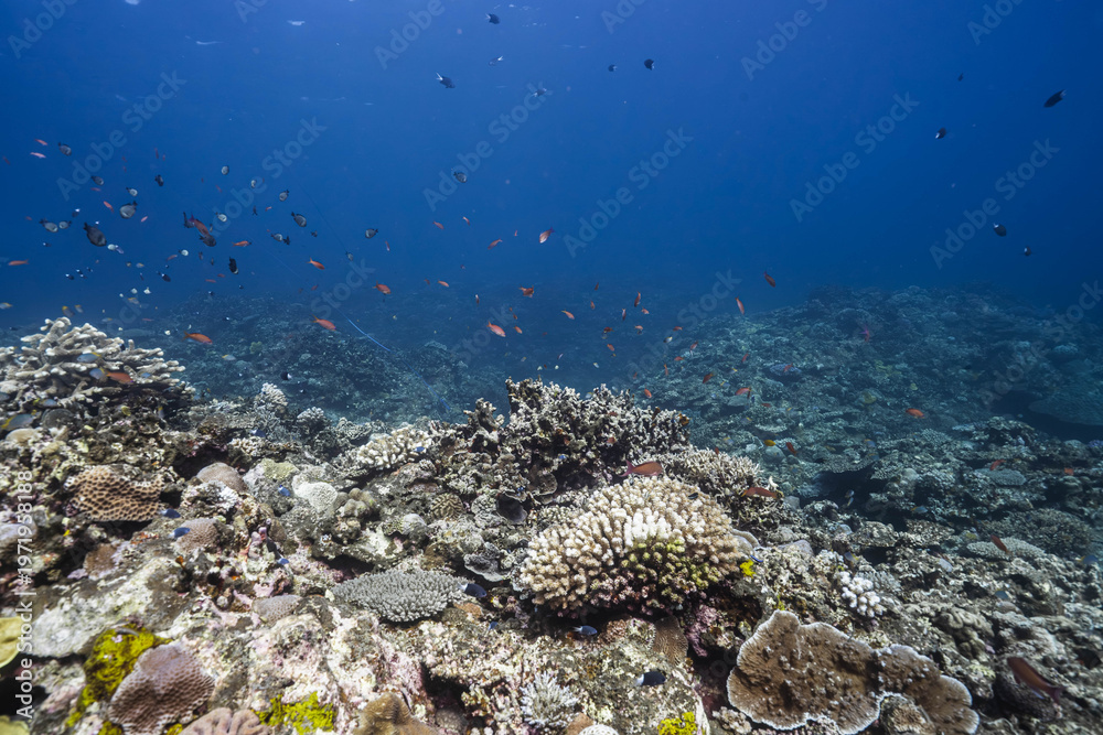 Obraz premium Diverse Coral Habitat with Reef Fish