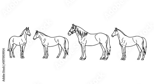 Horse Breeds Outline Vector Set with Arabian Mustang Clydesdale