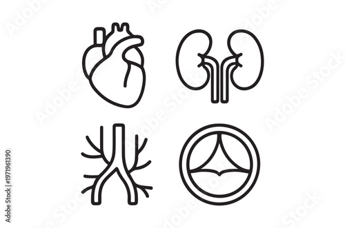 Line art illustration depicting a heart kidneys lungs and vascular system
