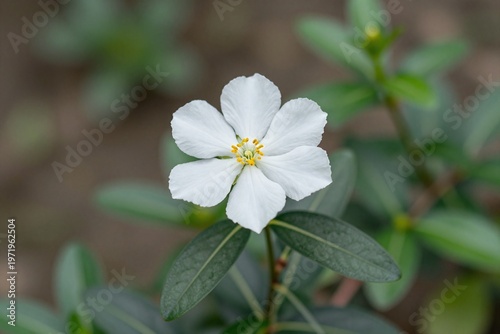 A white flower with a yellow center on a plant