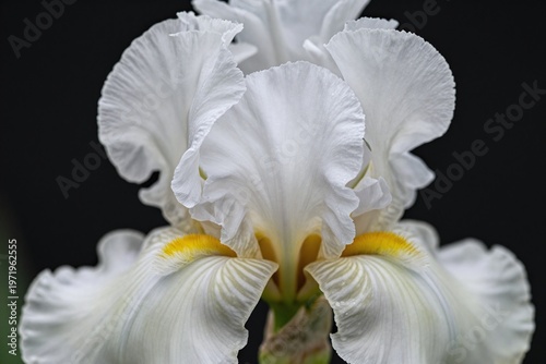 A white flower with a black background. 
