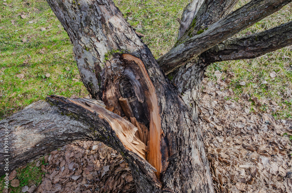 Obraz premium Old Tree Trunk with Deep Split and Exposed Wood