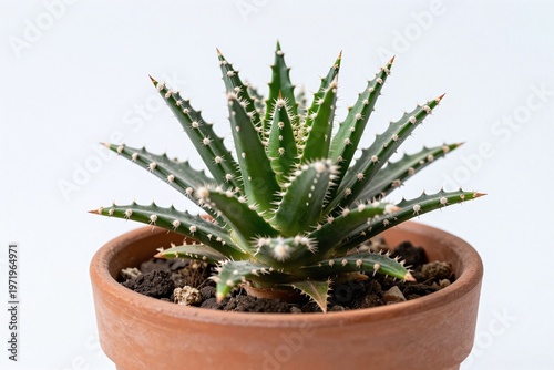A small green cactus in a brown pot on a white surface