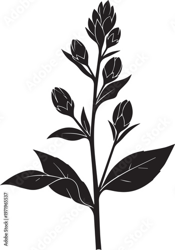 Botanical plant silhouette with leaves and blooming flower buds isolated on transparent background, detailed vector.