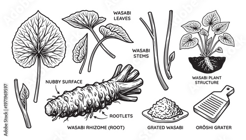 Wasabi rhizome root vector illustration set with leaves stems grated paste and metal oroshi grater.