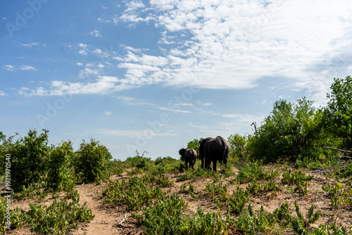 Photography Wild African Elephants Encountered on a Safari in Tanzania