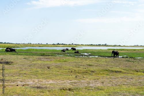 Wild African Elephants Encountered on a Safari in Tanzania