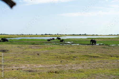 Wild African Elephants Encountered on a Safari in Tanzania