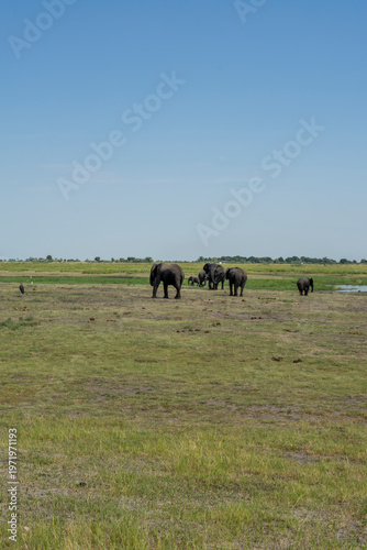 Wild African Elephants Encountered on a Safari in Tanzania