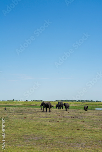 Wild African Elephants Encountered on a Safari in Tanzania