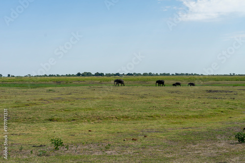Wild African Elephants Encountered on a Safari in Tanzania