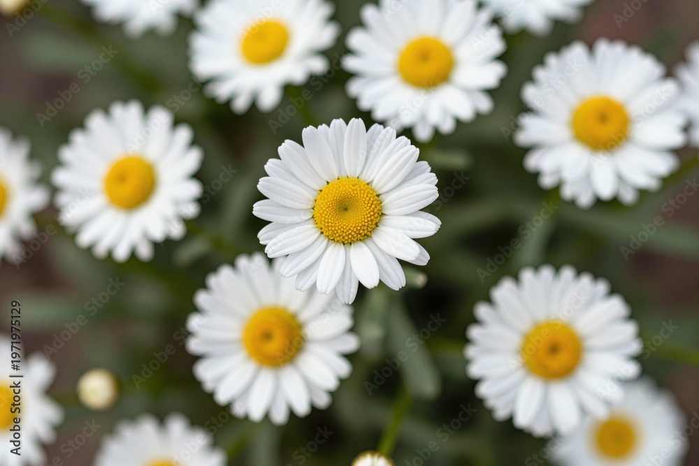 Fototapeta premium A bunch of white flowers with yellow centers
