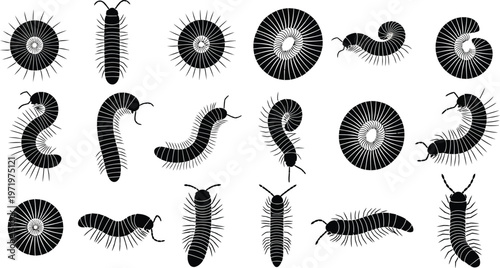 Foto Black millipede and circular spiral shapes with radiating lines on white backgro