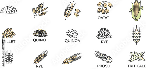 Grain and Cereal Icons Collection with Wheat, Oat, Rye, Quinoa and Corn, Flat Line Food Illustration Set for Agriculture, Organic Nutrition, and Healthy Diet Concepts