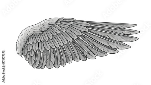 Detailed bird wing illustration showcases fine feather textures and anatomical accuracy in a classic black and white engraved style drawing.