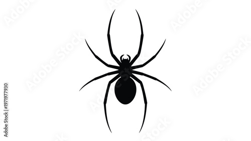 Realistic black silhouette of a spider from a top down view for halloween and nature theme graphics isolated on a white background.